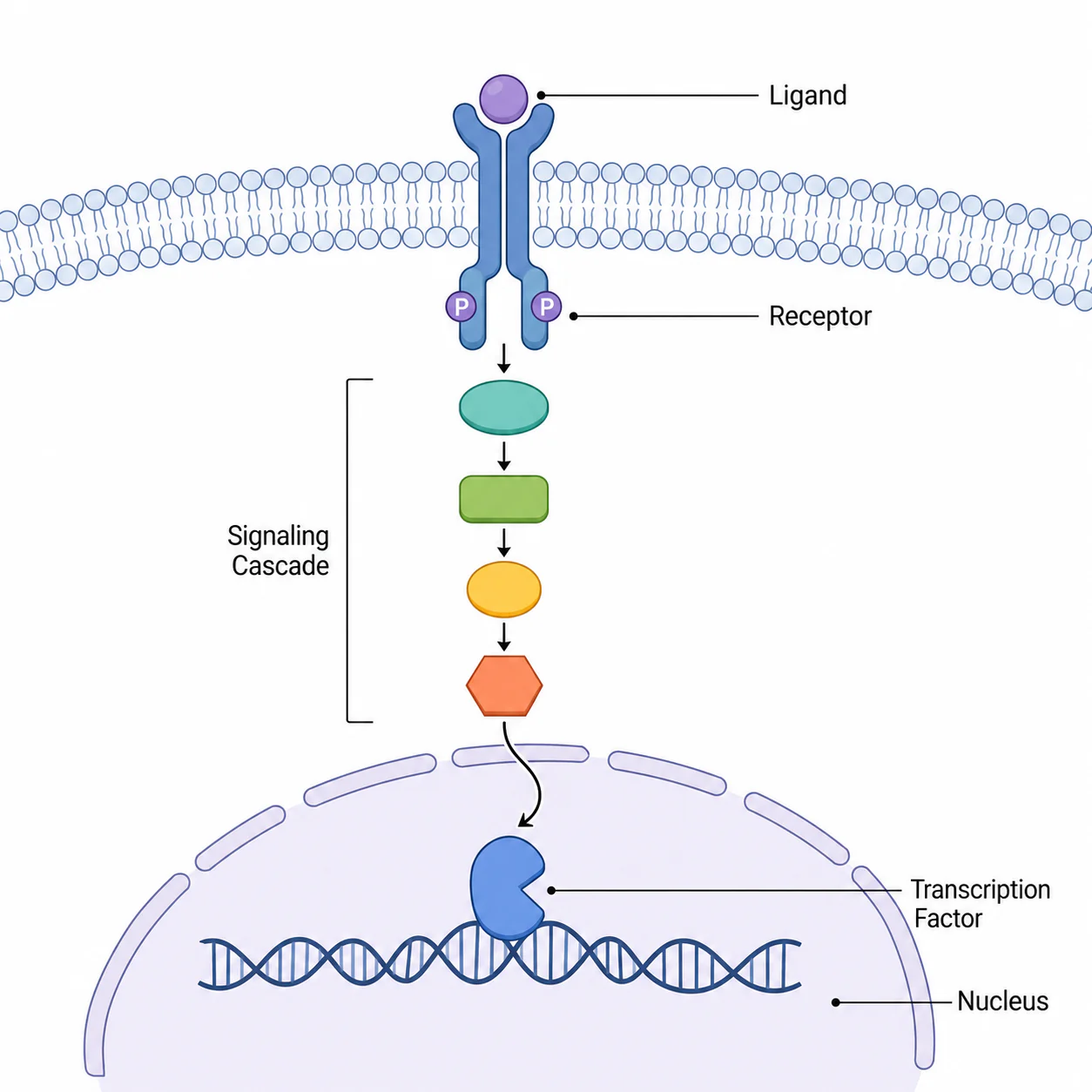 Biological pathway